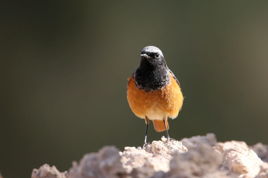 Black Redstart perched on a mound